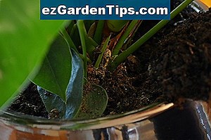 Comment prendre soin d'une plante d'arbre de mandarine de Satsuma 🌱 Conseils Jardiniers - Fr.ezGardenTips.com