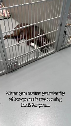 Boxer Rescue LA on TikTok