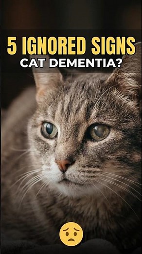 5 Signs of Cat Dementia Owners Ignore 😿 #shorts