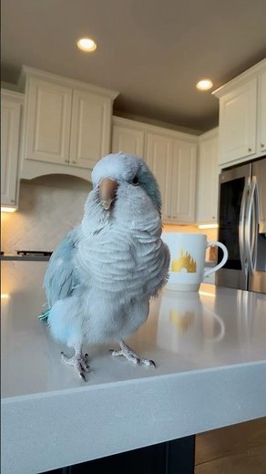 She made her choice 😂 #rescue #bird #auggie #baconpancakes #quakerparrot