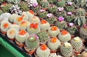Cacti Reproduction: The Fascinating Way These Prickly Plants Multiply | Succulent Alley