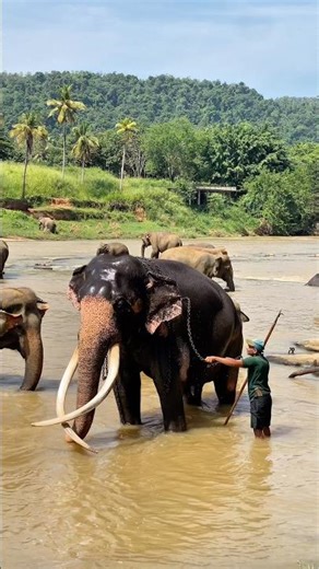 Elephant Bath Moments You Must See in Pinnawala Elephant orphanage
