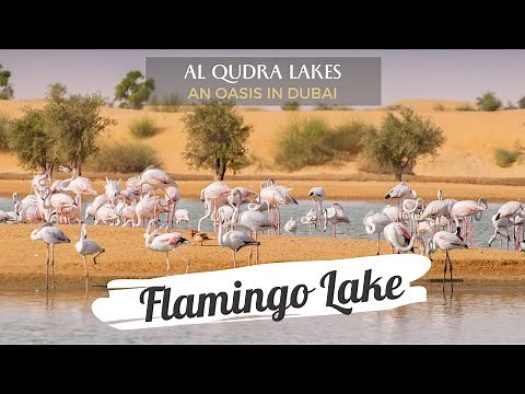 Flamingo Lake Dubai | AL Qudra Lakes | An Oasis in Desert | Dubai Getaways