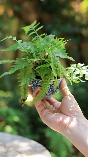 【BONSAI】Japanese white pine with a bushy pine cone covered in ferns #garden #bonsai #shorts