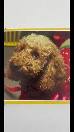 Waffle the wonder dog book ~ Waffle’s Christmas ~ 🥰🎄🎁🎉🎊 #cbeebies #wafflethewonderdog