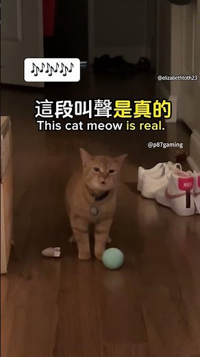 A cat that sings 'I Go Meow' Meme explains! #IGoMeow #Cala #唱歌的貓 #貓meme #貓貓迷因梗 #迷因由來 #p87gaming