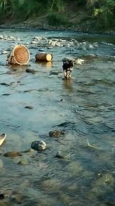 Woman catch crocodile #fishing #hunting #crocodile | Uncle Bee Recipe