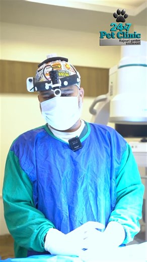 24x7 PET CLINIC on Instagram: "Indication for castration"