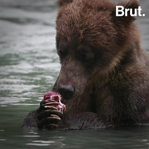 151K views · 1.9K reactions | Baiting bear cubs with doughnuts to kill them, shooting wolf pups in their dens… These are the hunting techniques that have been made legal again by the Trump Administration. | Brut nature | Facebook