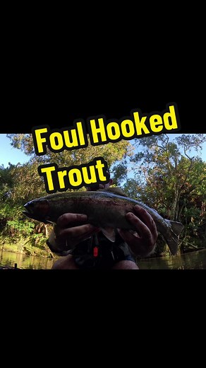 Understanding Foul Hooking Laws for Trout Fishing