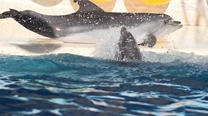 Dolphin, Pool, Cute. Free Stock Video