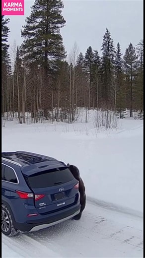 Bear in the Snow: A Close Call A man escapes a bear encounter in the snowy forest. #fblifestyle #AI Generated using Kling AI . . . (For entertainment purposes only. Consult professionals if guidance on activities is presented. No brand affiliation is implied if any are shown. If inspired by true events, creative adaptations may be included. Content may include public footage.) | Fabiosa Daily