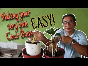 Paano ginagawa ang Coconut-Bonsai "Coco-Bon" | Tree of Life | Indoor Plants