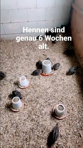 Legereif mit 6 Wochen #wachteln #wachtelhaltung #wachtelküken #wachtelfarm #quail