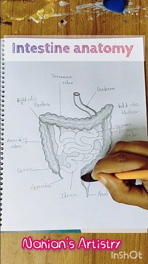 Ultimate Intestine drawing tutorial for Biology Students - step by Step! #shorts #short #shortvideo