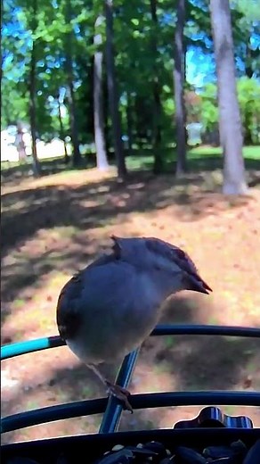 Chipping sparrow head wobble