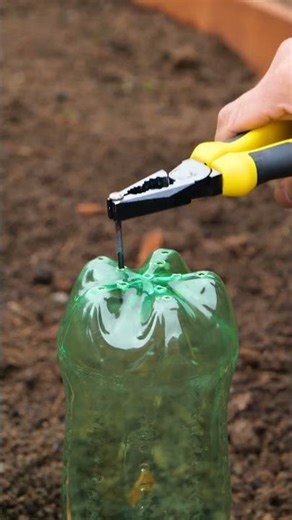 Transform Your Backyard: Fun Garden Hacks for 2025! 🌼✨