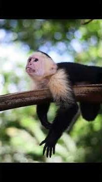 Costa Rica, one of central America's most beautiful countries filled with amazing diversity.