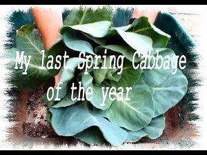 HGV Grow Cabbage Harvest Spring Cabbage Start to Finish