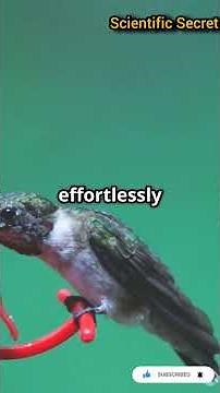#Hummingbird Wing Flap Secrets: How These Tiny Birds Hover, Fly Backward & Outperform Helicopters
