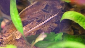 Close-up of shrimp swimming in the water. A river shrimp crawls along the bottom.