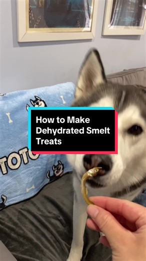 DIY Dehydrated Smelt Treat Receipe 1. (Optional) Microwave or defrost smelt in fridge to speed up dehydration time. 2. Place in a single layer in the dehydrator for 12 hours at 165 degrees, until entirely crispy. 3. Bake in oven for 10 minutes at 300 degrees fo kill off bacteria. Place in a cool and dry place away from direct sunlight. Have your pet consume within 3 weeks. #diydogtreats #diycattreats #healthypettreats #singleingredientdogtreats #petlover
