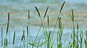 Timothy (Phleum pratense) is abundant perennial grass native to most of Europe except for Mediterranean region. It is timothy-grass, meadow cat's-tail or common cat's tail. Stock Video