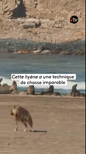 Loin de son territoire, cette hyène brune développe une technique de chasse imparable. Chassées par les fermiers et les éleveurs de leur territoire, les hyènes brunes ont trouvé refuge sur la côté des Squelettes aux confins de la Namibie. Loin de leurs habitudes, elles se retrouvent obligées de s'adapter à ce nouveau territoire. Habituellement nocturnes et nécrophages, elles déambulent désormais aussi de jour. Pour se nourrir, elles ont développé une technique de chasse infaillible : elles obser