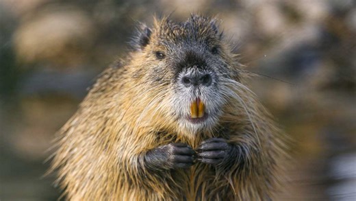 Wildlife officials encourage Floridians to eat this invasive rodent