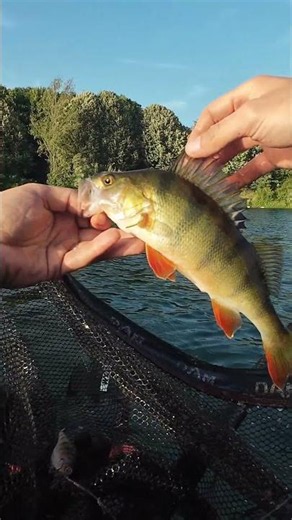 Pêche en float tube #fishing