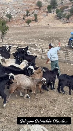 225K views · 4K reactions | Mehmet Erdem on Reels | Facebook