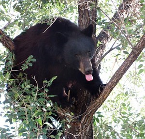 How to Stay Bear Aware when camping and hiking in Colorado