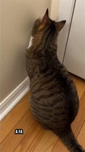 Your Cat Isn't Seeing Ghosts... 😳🐱 #cat #animallife #funny