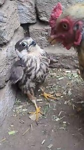 Rooster vs hawk. This rooster messed with the wrong bird. The mighty hawk knows no size. And this happened to the rooster in just 15 seconds 🌍😱😳#reelsvideos | Gilbert Banda