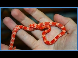 Taming and Handling Baby Snakes - How to Handle Your New Hatchling Snake
