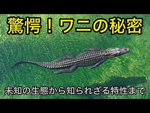 驚愕！ワニの秘密、未知の生態から知られざる特性まで【ゆっくり解説】
