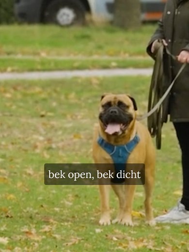 Lichaamstaal van Honden Begrijpen en Lezen