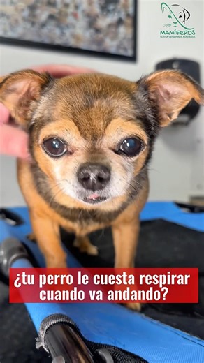 Tu perro se ahoga al caminar… y el problema puede estar en su corazón 💔🐶 #cvmamiferos