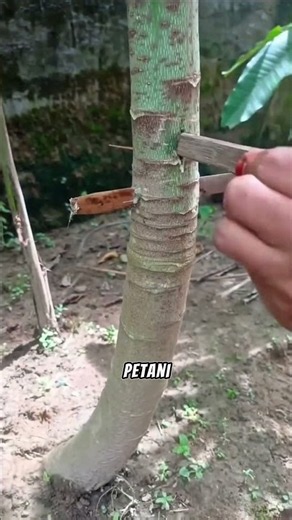 Unique Technique to Keep Papayas Short!#Papaya #FarmingTechniques #Agriculture #PapayaHarvest #Ga...