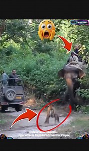 A Tense Encounter Between Humans and Wild Animals | Alpha Man