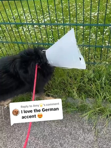 Funny Talking Dogs: Hilarious Moments Unleashed