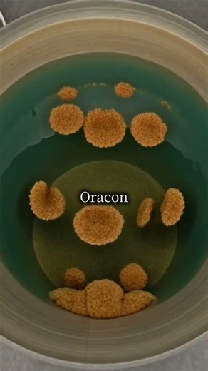 How Dirty Water Becomes Clean Drinking Water | Water Purification Process Explained