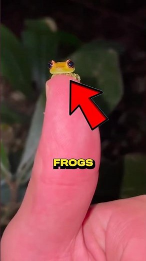 Nature’s Weirdest Frogs… Why Do They Look Like This?!🤯😨