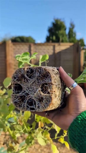 Look at Those Roots! 😍 Planting My Autumn Sown Sweet Peas