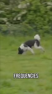 19K views · 190 reactions | A dog's superior hearing makes whistles great for training. Watch how Stacey uses a whistle to call back her dog from a distance. It works wonders! #ItsMeOrTheDog #Dogs #DogTraining #DogWhistle #RecallTraining #DogCommands #GoodBoy | Me Or The Dog | Facebook