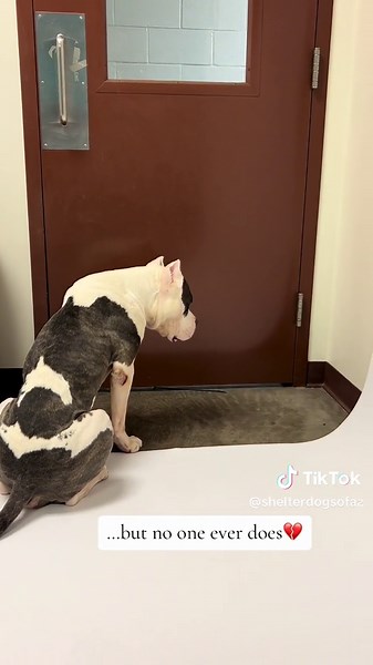 #phoenixaz #az #arizona #puppylove #dogsoftiktok #phxaz #phoenixarizona #adoptabledogs #azrescue #adoptme #fosteringsaveslives #shelterdogsrock #pitbulllove #pittiesoftiktok #pittielove #shelterdogsneedlove #scottsdalearizona #scottsdale #volunteer #pitbullsoftiktok #pitbulls