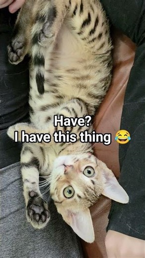 Is Money worth is? You tell me. #cat #money #kitten