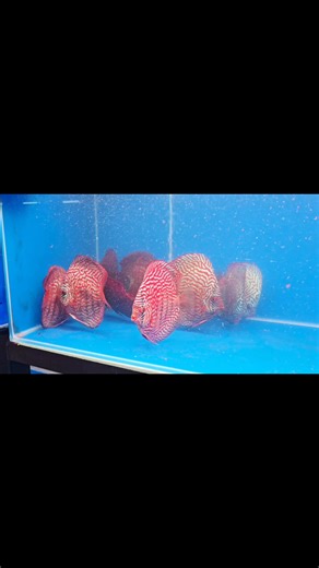 7K views · 345 reactions | Red map Tigers  Aren't they beautiful??? Coming soon!!!!! #georgiadiscus #discusfishtank #discuslovers #fishtank #NewArrivals #aquarium #fish | Georgia Discus | Facebook