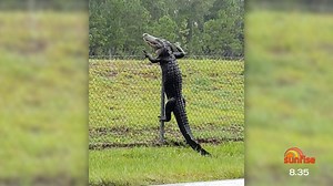 An alligator has been captured on camera scaling a tall fence in the United States 🐊 | Sunrise