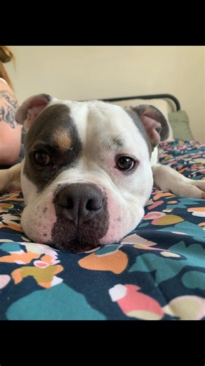 Diesel update ❤️ If you have been following us for some time you will know we have been on a big journey with this boy, at times it felt like we were letting him down, not doing enough, not shouting about him loud enough or that nobody could see the boy that we could see. Our boy Diesel has been on quite the journey since coming into our care back in March. When his time in kennels was running out, we knew we had to move quickly to find him a safe place. Thanks to our incredible supporters, we s